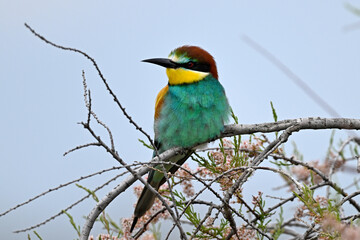 European bee-eater // Bienenfresser (Merops apiaster) - Evros Delta, Greece