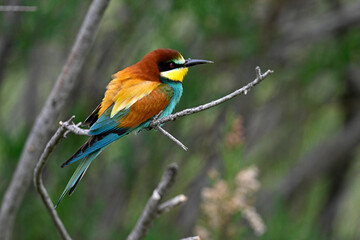 Obraz premium European bee-eater // Bienenfresser (Merops apiaster) - Evros Delta, Greece