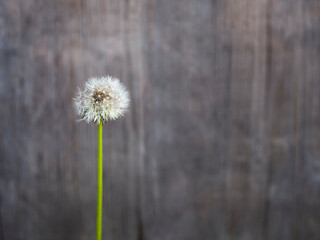 Dandelion flower on wooden background with copy space