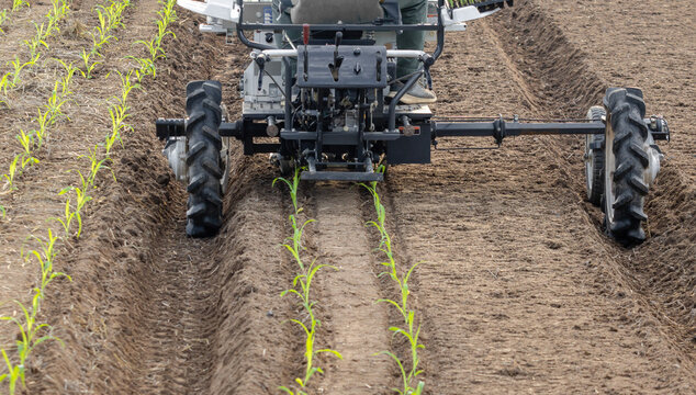 Sweet corn transplanter machine inserting seedlings on ground.