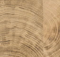 cut tree with growth ring