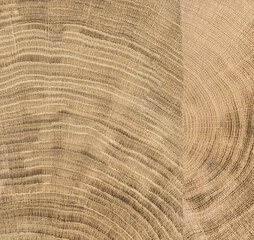 Fototapeta premium cut tree with growth ring