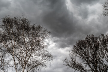 Fototapeta na wymiar Bare leafless tree branches against the background of a black thundercloud on a gloomy overcast gray day. Awesome depressive landscape during a storm