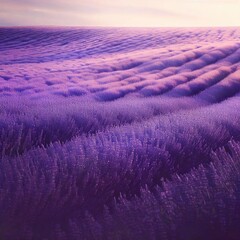 Fototapeta premium lavender field