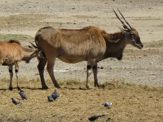 Paintings on glass Antelope antilope