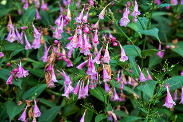 Strobilanthes flaccidifolius plant