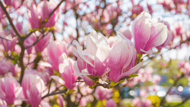 blossoming southern magnolia tree. spring nature pattern of pink flowers