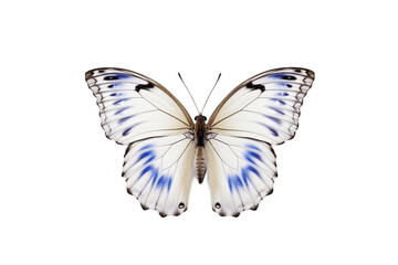Butterfly Isolated on a Transparent Background. Generative AI