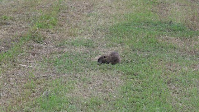 NUTRIA PIANURA PADANA