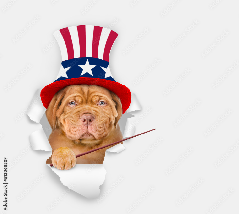 Poster serious mastiff puppy wearing like uncle sam looking through a hole in paper and points away on empt