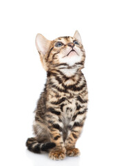 Tiny bengal kitten sitting in front view and looking up. isolated on white background
