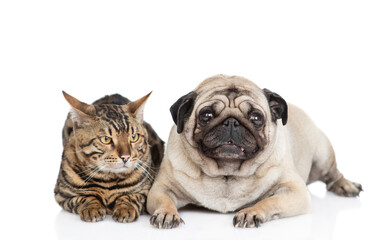 Pug dog lying with adult cat. Pets look at camera. isolated on white background
