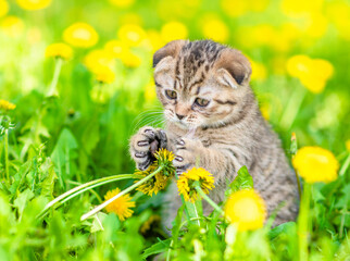 Tiny playful kitten sniffs dandelions on green lawn