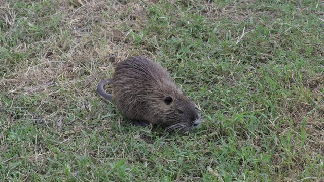NUTRIA PIANURA PADANA