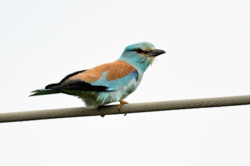 European Roller // Blauracke (Coracias garrulus) - Evros Delta, Greece