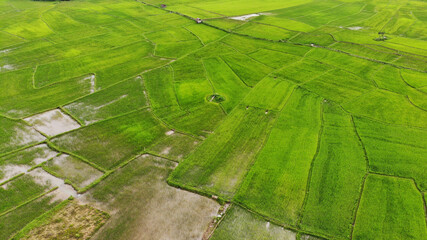 Top view of green rice field background in the morning