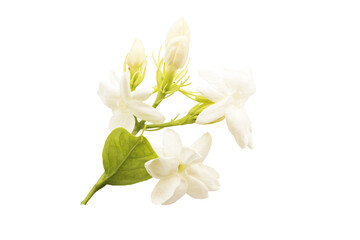 white flowers jasmine local flora of asia arrangement flat lay postcard style