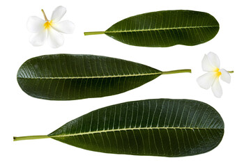 white flowers frangipani and leaf local flora of asia arrangement flat lay postcard style