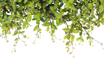 background texture nature grass , leaf arrangement flat lay post card style 