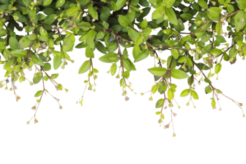 background texture nature grass , leaf arrangement flat lay post card style 