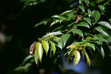 Obraz premium Leaf of Cinnamomum verum, also know as Cinnamomum zeylanicum, colloquially call true cinnamon tree or Ceylon cinnamon tree, is a small evergreen tree belonging to the family Lauraceae