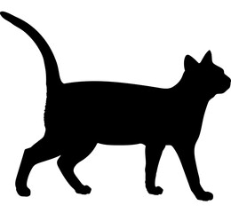 Asian cat silhouette cat breeds vector 