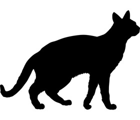 Chausie cat silhouette cat breeds vector 