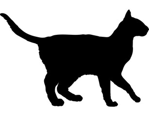 Havana Brown cat silhouette cat breeds vector 