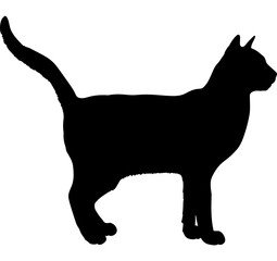  Korat cat silhouette cat breeds vector 
