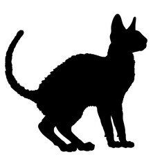 Oregon Rex cat silhouette cat breeds vector 