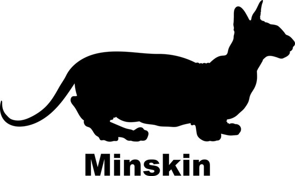 Minskin cat silhouette cat breeds vector 