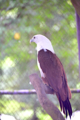The brahminy kite, Haliastur indus, formerly known as the red backed sea eagle, is a medium sized bird of prey in the family Accipitridae