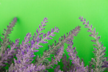 Obraz premium Minimal floral background concept. Blooming lavender on green backdrop
