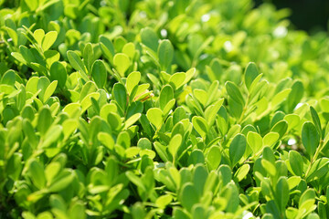 green leaves background