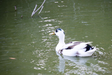Aesthetic Avian: Captivating Black & White Duck Gliding Across a Calm Lake