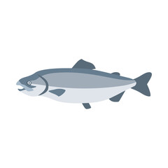 シロザケ（鮭、秋鮭）。フラットなベクターイラスト。
Chum salmon (dog salmon, keta salmon). Flat designed vector illustration.