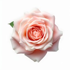 pink rose flower, generative ai
