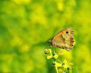 Obraz premium butterfly ox-eye in the garden,ochsenauge im garten