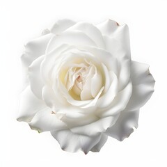 blooming white rose flower isolated on white, generative ai