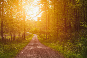 Naklejka premium Trail path in woods. A trail in the forest. Morning in Spring.