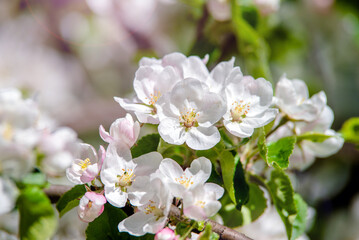 Obraz na płótnie Canvas appletree blossom branch in the garden in spring 