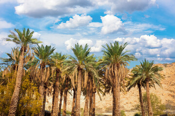 Fototapeta na wymiar Oasis in desert. Palm trees against mountain