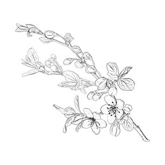 Vector illustration of blooming branches of cherry, sakura, apple, plum, wild cherry plum, bird cherry. Realistic black outline of flowers, buds and leaves, graphic drawing. For postcards, design and