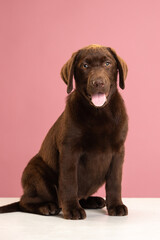 Chocolate Labrador Retriever puppy on a uniform background