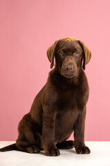 Chocolate Labrador Retriever puppy on a uniform background