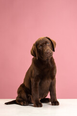 Chocolate Labrador Retriever puppy on a uniform background