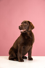 Fototapeta premium Chocolate Labrador Retriever puppy on a uniform background