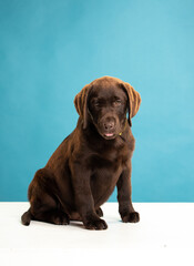 Chocolate Labrador Retriever puppy on a uniform background