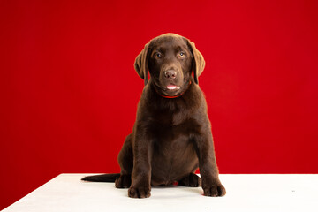 Chocolate Labrador Retriever puppy on a uniform background