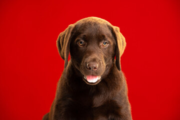 Chocolate Labrador Retriever puppy on a uniform background
